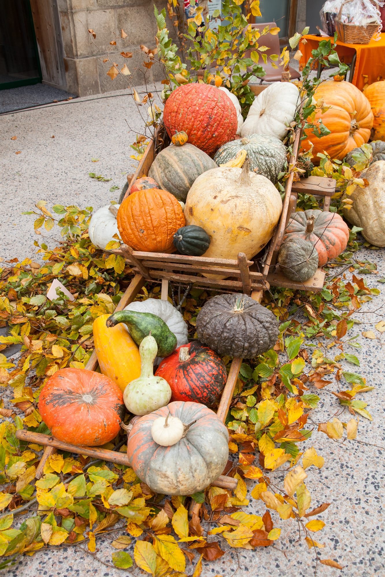Courges et potimarrons d’automne